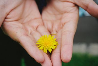 Close-up of hand holding flower