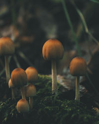 Close-up of mushrooms growing on tree