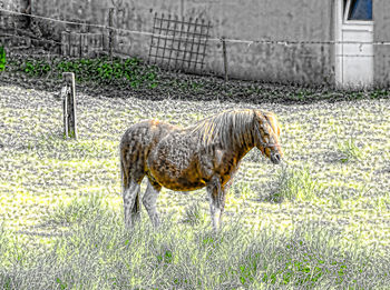 Animal grazing on grassy field