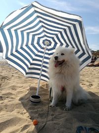 White dog sitting on the beach