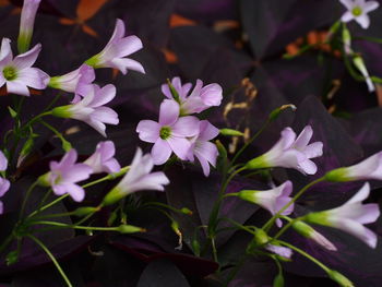 Close-up of purple flowering plants