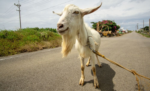 Horse standing on road