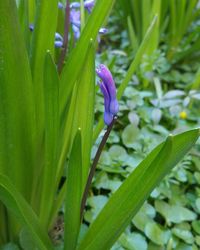 Close-up of insect on purple flower