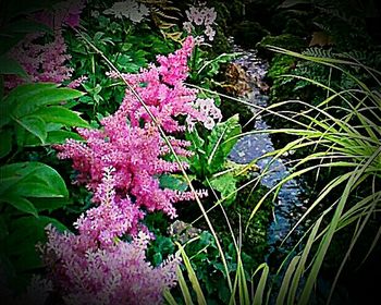 Close-up of pink flowers