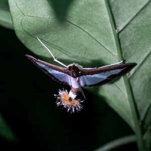 Close-up of insect on plant