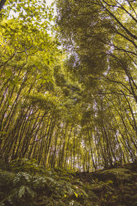 Low angle view of bamboo trees in forest