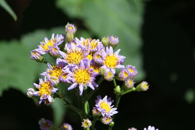 Close-up of purple flowering plant