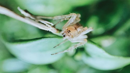 Close-up of insect on leaf