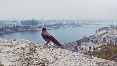 View of bird perching on riverbank