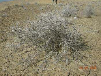 High angle view of dry leaf on field