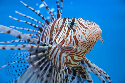 Close-up of fish swimming in sea