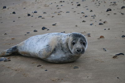 A beautiful alert young grey seal pup on a sandy beach in east anglia in england on  cold autumn day