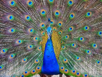 Close-up of peacock