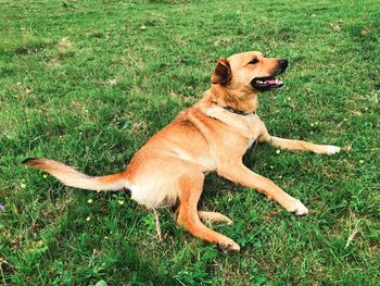 Dog lying on grass
