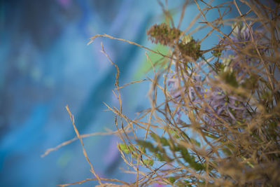 Low angle view of flowering plant against blue sky