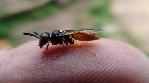 Close-up of insect on hand