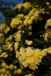 Close-up of yellow flowers blooming outdoors