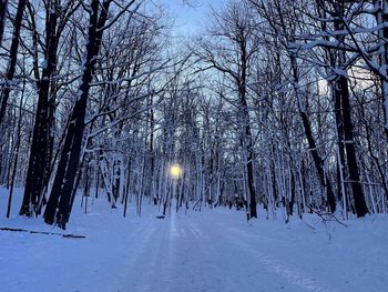 Bare trees on snow covered land