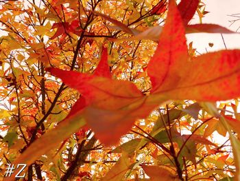 Low angle view of trees