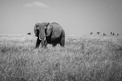 View of elephant on field