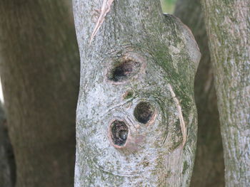Close-up of a tree trunk