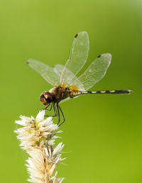 Close-up of butterfly pollinating on flower