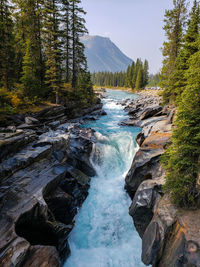 Scenic view of river amidst trees in forest