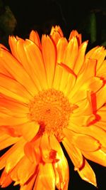 Close-up of orange flower against black background