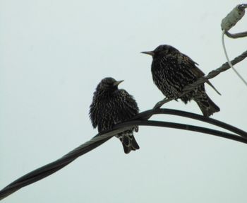 Low angle view of birds perching on cable