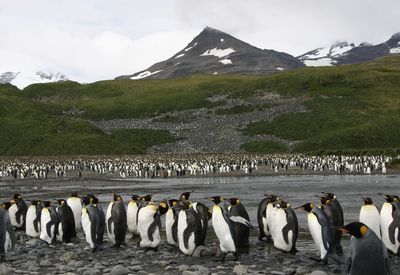 View of birds on snowcapped mountain