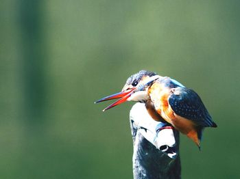 Close-up of bird perching on leaf