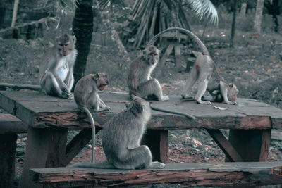 Monkey sitting on wood