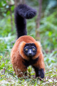 Portrait of a monkey