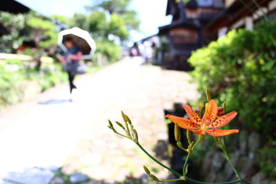 Close-up of flower against blurred background