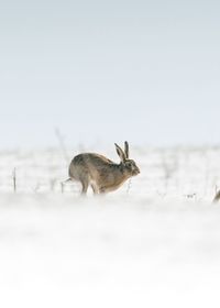 Deer on snow covered land against sky