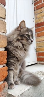 Cat sitting on wall