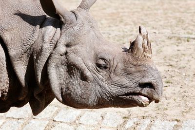 Close-up of rhinoceros in zoo