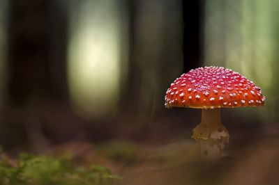 Close-up of fly agaric mushroom on field