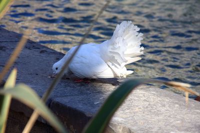 Close-up of seagull perching on shore