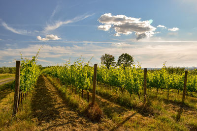 Scenic view of agricultural field against sky