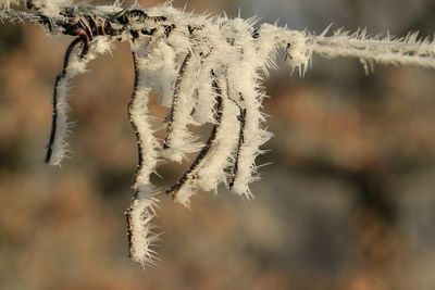 Close-up of frozen tree during winter