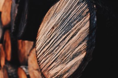 Close-up of log in forest