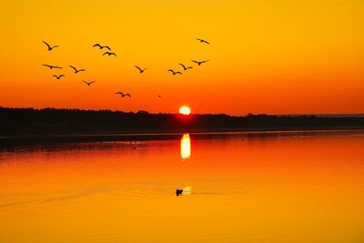 Birds flying in the sky during sunset