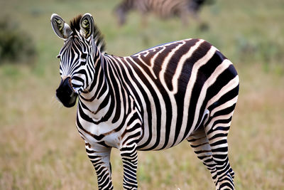 Zebra. Zebra in