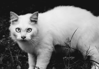 Close-up portrait of cat