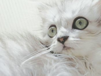 Close-up portrait of cat