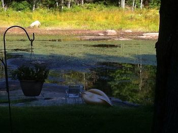 Pond in a pond