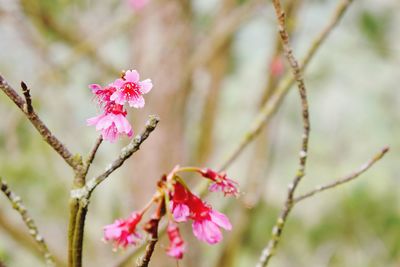 Close-up of pink flowers