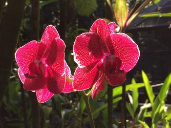 Close-up of pink flower