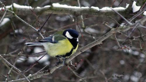 Close-up of bird perching on branch